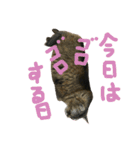 ジトめネコ（個別スタンプ：16）