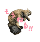 ジトめネコ（個別スタンプ：21）