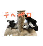 ジトめネコ（個別スタンプ：22）