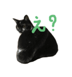 ジトめネコ（個別スタンプ：23）