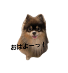 Chip's huwahuwa diary（個別スタンプ：2）