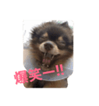 Chip's huwahuwa diary（個別スタンプ：3）