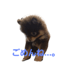 Chip's huwahuwa diary（個別スタンプ：4）