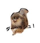 Chip's huwahuwa diary（個別スタンプ：5）