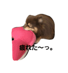 Chip's huwahuwa diary（個別スタンプ：6）