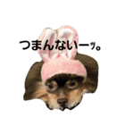 Chip's huwahuwa diary（個別スタンプ：7）