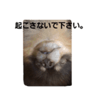 Chip's huwahuwa diary（個別スタンプ：9）