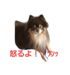 Chip's huwahuwa diary（個別スタンプ：11）