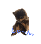 Chip's huwahuwa diary（個別スタンプ：12）