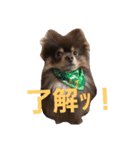 Chip's huwahuwa diary（個別スタンプ：14）