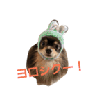 Chip's huwahuwa diary（個別スタンプ：19）