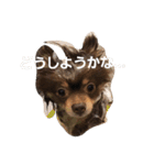 Chip's huwahuwa diary（個別スタンプ：21）