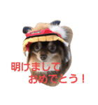 Chip's huwahuwa diary（個別スタンプ：24）