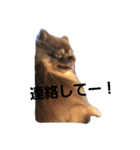 Chip's huwahuwa diary（個別スタンプ：25）