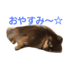 Chip's huwahuwa diary（個別スタンプ：26）