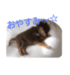 Chip's huwahuwa diary（個別スタンプ：27）