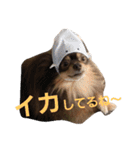 Chip's huwahuwa diary（個別スタンプ：29）