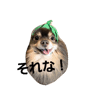 Chip's huwahuwa diary（個別スタンプ：30）