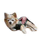 ばんびは犬です（個別スタンプ：3）