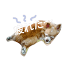 ばんびは犬です（個別スタンプ：4）