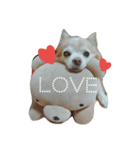 ばんびは犬です（個別スタンプ：5）