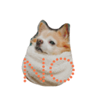 ばんびは犬です（個別スタンプ：7）
