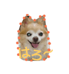 ばんびは犬です（個別スタンプ：8）