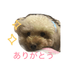 pretty dog ruru2（個別スタンプ：2）