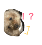 pretty dog ruru2（個別スタンプ：5）