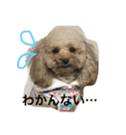 pretty dog ruru2（個別スタンプ：6）
