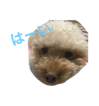 pretty dog ruru2（個別スタンプ：7）