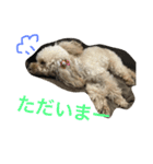 pretty dog ruru2（個別スタンプ：10）