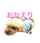 pretty dog ruru2（個別スタンプ：11）