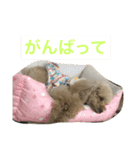 pretty dog ruru2（個別スタンプ：12）