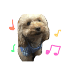 pretty dog ruru2（個別スタンプ：14）