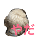 pretty dog ruru2（個別スタンプ：15）