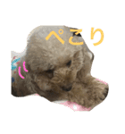 pretty dog ruru2（個別スタンプ：16）