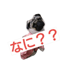 パグのうめ（個別スタンプ：2）