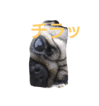 パグのうめ（個別スタンプ：4）