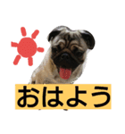パグのうめ（個別スタンプ：9）
