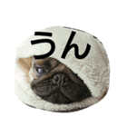 パグのうめ（個別スタンプ：15）