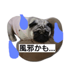 パグのうめ（個別スタンプ：16）