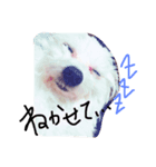 シフォン（個別スタンプ：2）