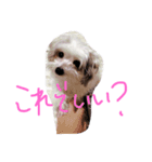 シフォン（個別スタンプ：3）