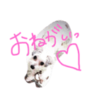 シフォン（個別スタンプ：5）