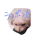 シフォン（個別スタンプ：6）