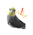 Bird 's daily life（個別スタンプ：2）
