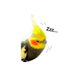Bird 's daily life（個別スタンプ：3）