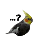 Bird 's daily life（個別スタンプ：5）