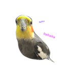 Bird 's daily life（個別スタンプ：7）